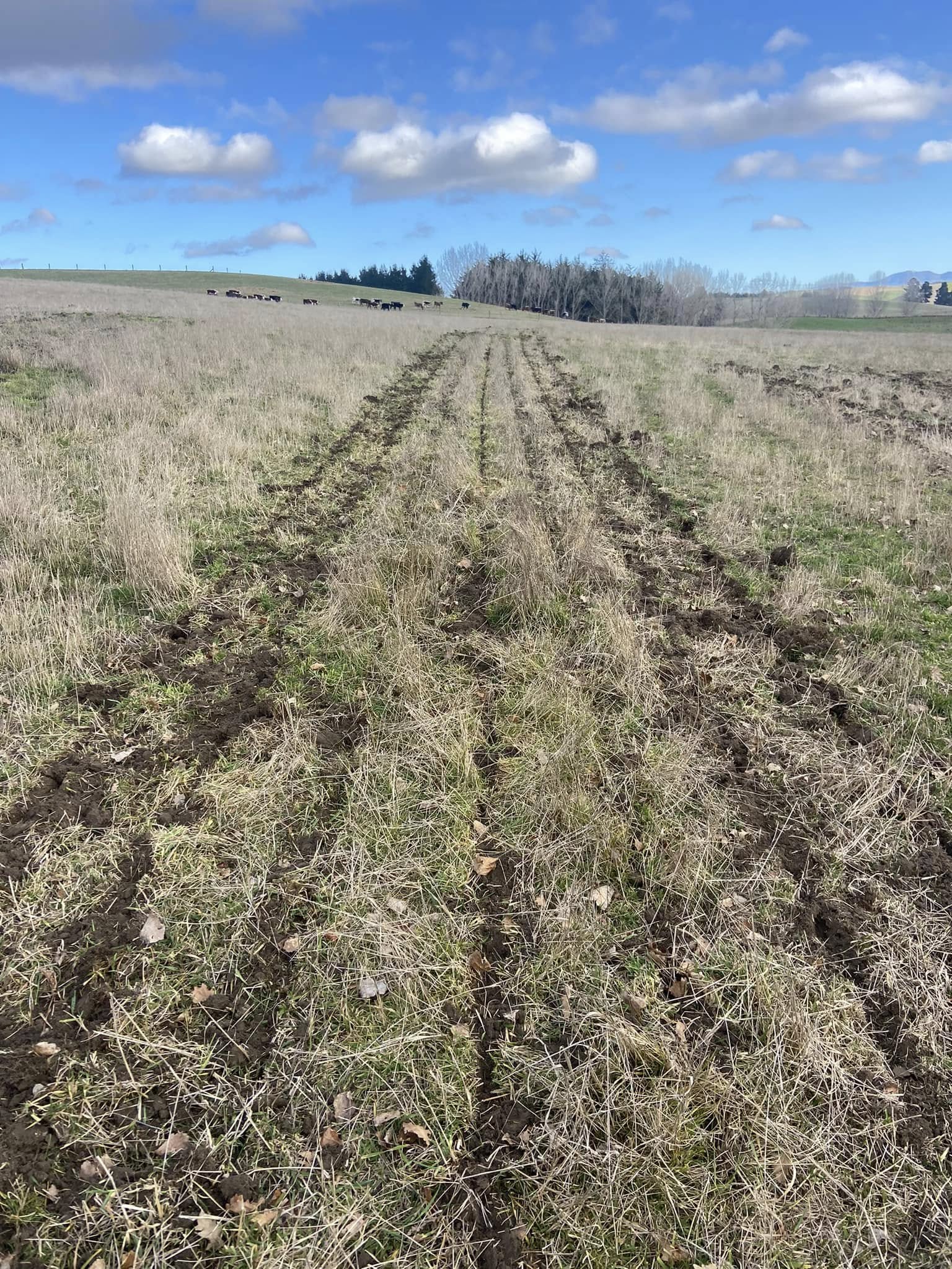Pasture Renovation